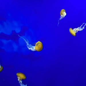 Meet your Posher, Parker